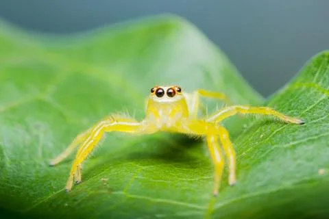 Epocilla jumping spider Stock Photos