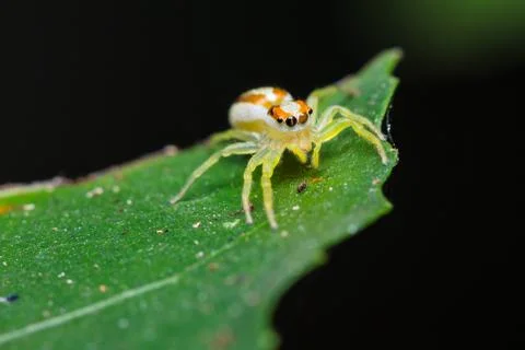 Epocilla jumping spider Stock Photos