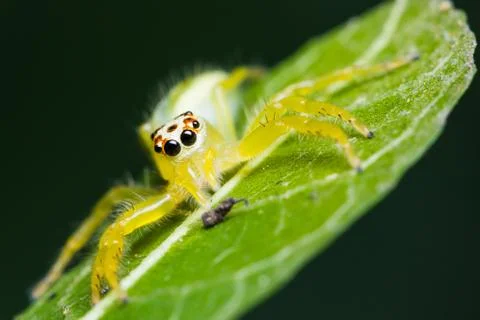 Epocilla jumping spider Stock Photos
