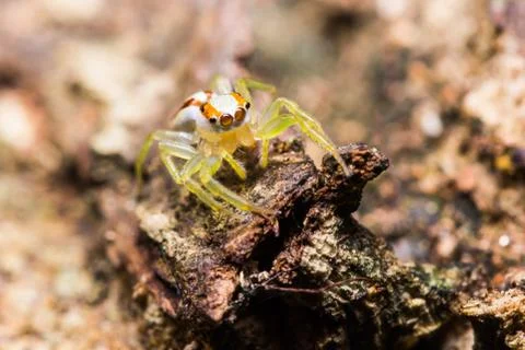 Epocilla jumping spider Stock Photos