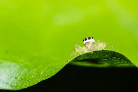 Epocilla jumping spider Stock Photos