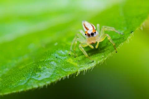 Epocilla jumping spider Stock Photos