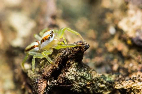 Epocilla jumping spider Stock Photos