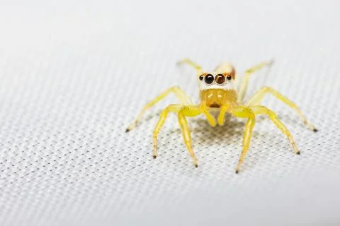 Epocilla jumping spider Stock Photos