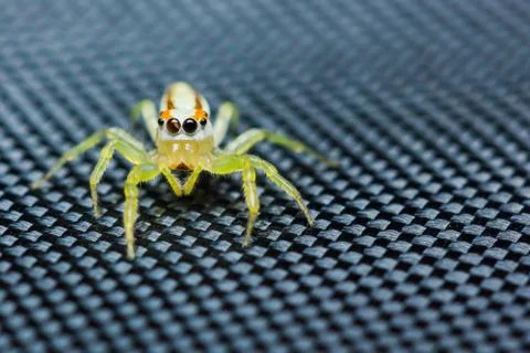 Epocilla jumping spider Stock Photos