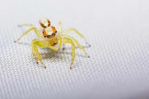 Epocilla jumping spider Stock Photos