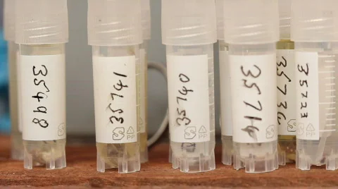 Eppendorf tubes containing tissue samples for DNA analysis Stock Footage 729380