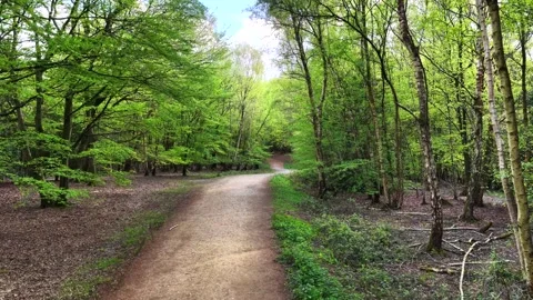 Epping Forest Dirt Path Through Trees Aerial 6K Stock Footage 332814762