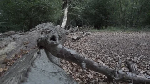 Epping Forest - Fallen Tree Stock Footage 143859985