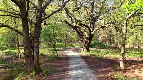 Epping Forest Path and Trees Aerial View Essex 스톡 사진