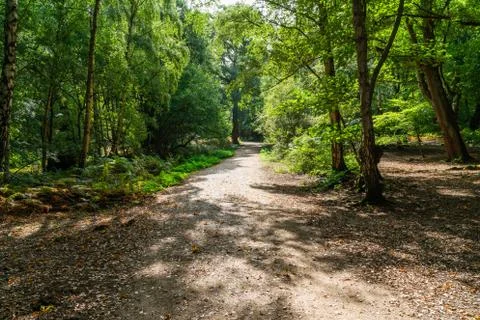 Epping Forest Foto stock
