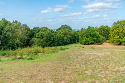 Epping Forest Foto stock