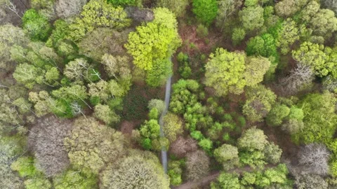 Epping Forest Trees and Path Birds Eye View 6K Essex 스톡 동영상 332618977