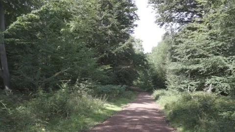 Epping Forest - Walkway Stock Footage 143860013