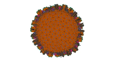 Epstein-Barr Virus Capsid Internal Rotation 스톡 동영상 306536937