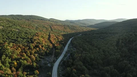 Epty road among trees. Stock Footage 142735092