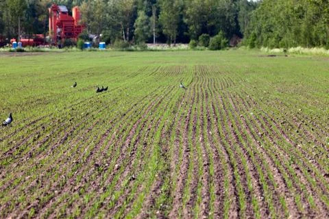 Equal rows of fresh shoots in the field.small depth of focus. Stock Photos