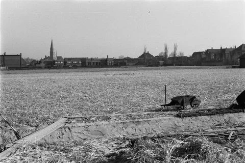Equalize bulb ground after dried spits. 17 February 1950. Sassenheim, South Hol Stock Photos