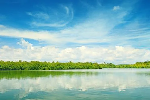 Equatorial mangroves Stock Photos