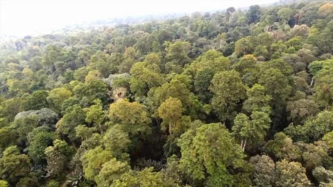 Equatorial rainforest lateral travelling Stock Footage 88140252
