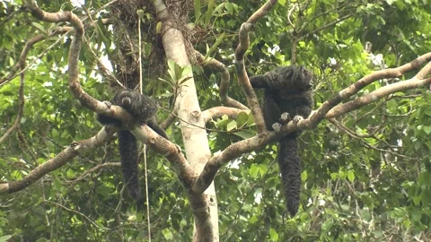 Equatorial Saki Monkey Alarmed Spooked Frightened Angry Shaking Branches Stock Footage 132134279