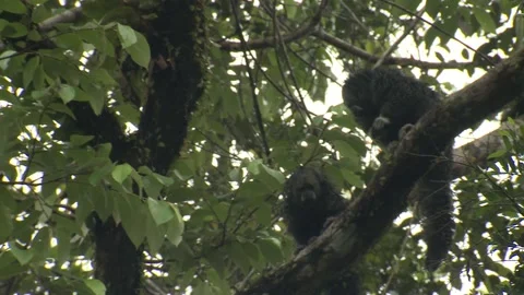Equatorial Saki Monkey Several Monkeys on Branch in Amazon Jungle Canopy Stock Footage 132609944