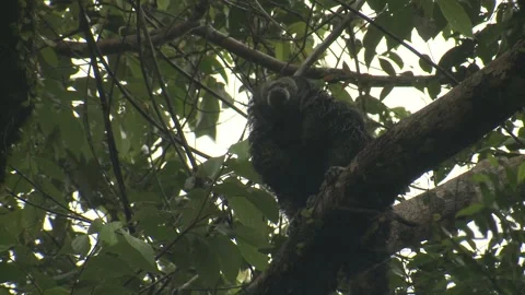 Equatorial Saki Monkey Several Monkeys Sitting Looking Around in Amazon Jungle Stock Footage 132609960