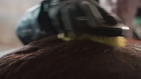 Equestrian care setup showing horse being brushed inside brightly lit barn Stock Footage 338440783