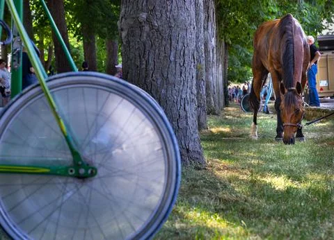 Equestrian driver moving harness racing sulky cart at airfield Stock Photos
