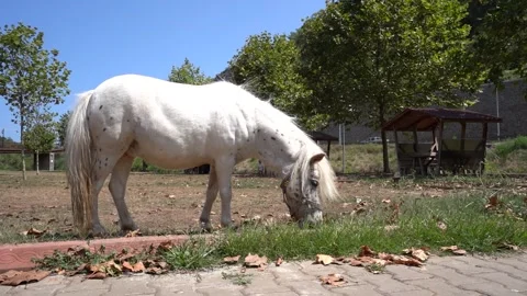 Equestrian Elegance: Horses Feasting on Nature's Bounty Stock Footage 249256046