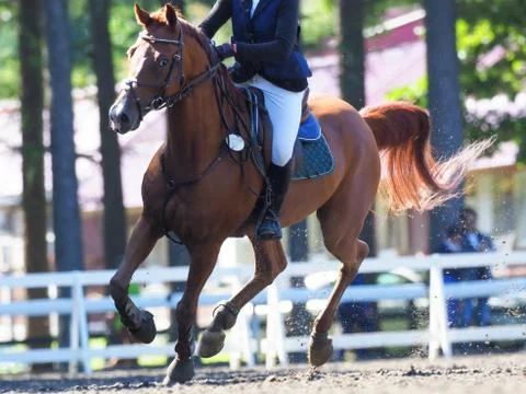 Equestrian Event Stock Photos