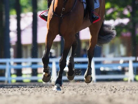 Equestrian Event Stock Photos