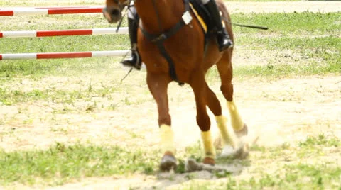 Equestrian show jumping Stock-Footage 24977357