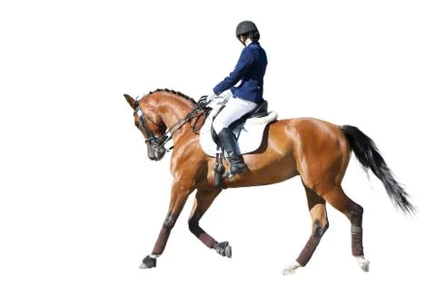 Equestrian sport - dressage rider portrait isolated on white Stock Photos