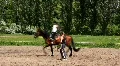 Equestrian sport HD Footage