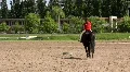 Equestrian sport HD Footage