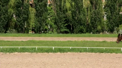 Equestrian sport Stock Footage 784482