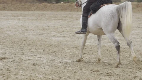 Equestrian Sport Stock-Footage 86688706
