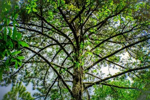 Equilaterral Tree Foto stock