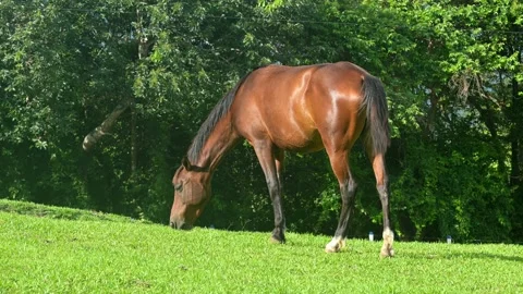 Equine eating quiet grass on a sunny day in the mountains. Stock Footage 155174635