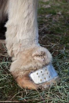 Equine lymphedema Stock Photos