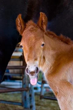 Equine Stock Photos
