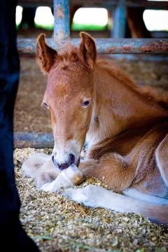 Equine Stock Photos