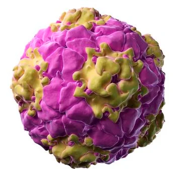 Equine rhinitis A virus; artwork Stock Illustration
