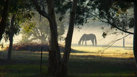 Equine shadow Foto stock