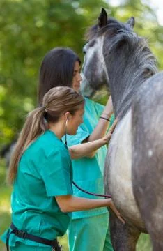 Equine veterinary Foto stock