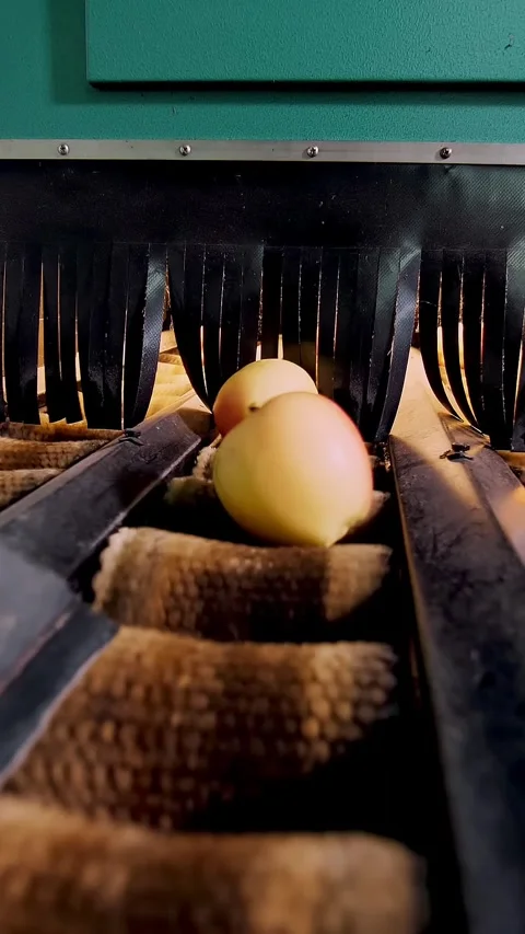 Equipment in a factory for drying and sorting apples. industrial production Stock Footage 314656283