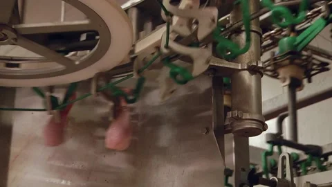 Equipment for poultry processing. Chicken thigh and drumstick separator Stock Footage 122626544