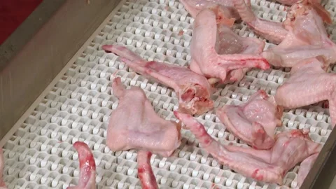 Equipment for poultry processing. Video stock 122626599