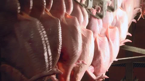 Equipment for poultry processing. Meat processing. Stock Footage 122626522